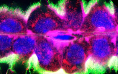 How choroid plexus apocrine secretion shapes fetal brain development