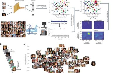 Individual neurons in amygdala and hippocampus encode visual features that help recognize faces, study finds