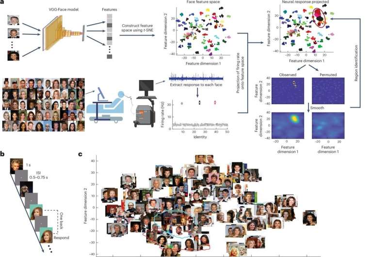 Individual neurons in amygdala and hippocampus encode visual features that help recognize faces, study finds