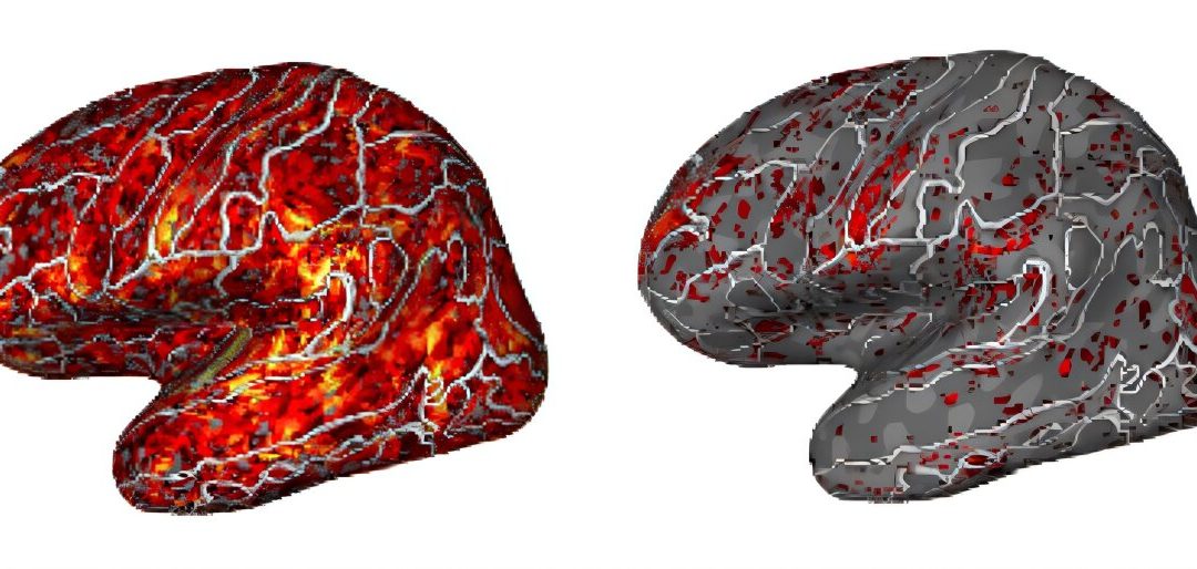 Neurocomputational study sheds light on how the brain organizes conversational content