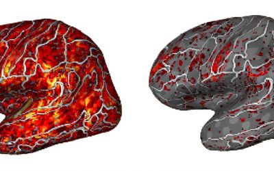 Neurocomputational study sheds light on how the brain organizes conversational content