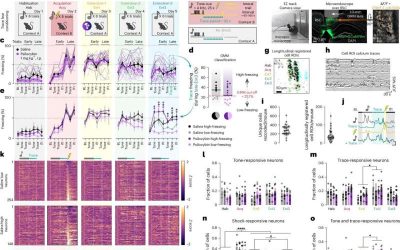 Psilocybin rewires brain circuits to boost fear extinction and behavioral flexibility in mice