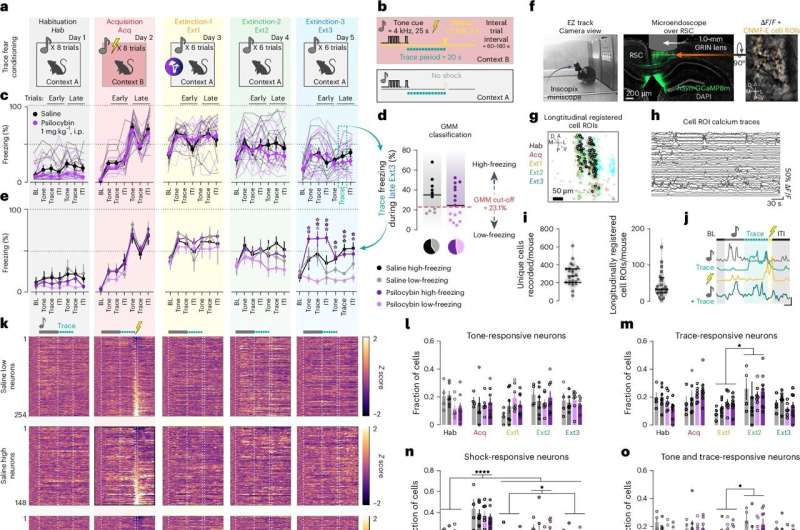 Psilocybin rewires brain circuits to boost fear extinction and behavioral flexibility in mice