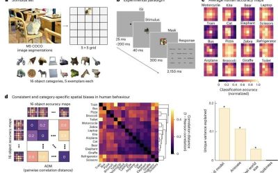 All-topographic neural networks more closely mimic the human visual system