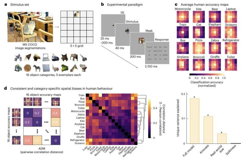 All-topographic neural networks more closely mimic the human visual system