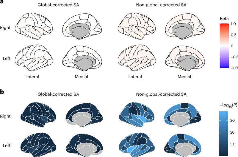 Brain cortex structure linked to mental abilities and psychiatric disorders