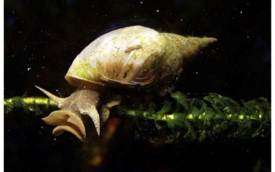 Snails get stressed: Invertebrate model sheds light on biological basis of anxiety