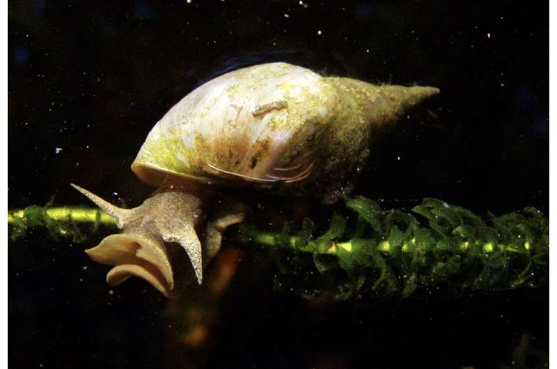 Snails get stressed: Invertebrate model sheds light on biological basis of anxiety