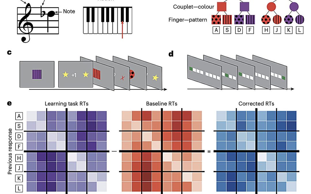 Brain organizes visuomotor associations into structured graph-like mental schemes, study finds