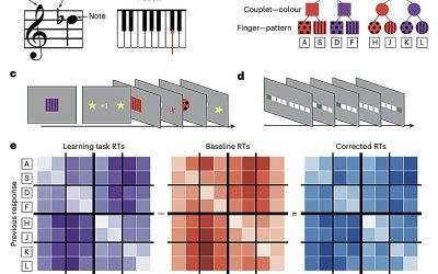 Brain organizes visuomotor associations into structured graph-like mental schemes, study finds