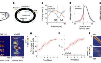 How hippocampal place cells and synaptic plasticity contribute to the progressive acquisition of memories