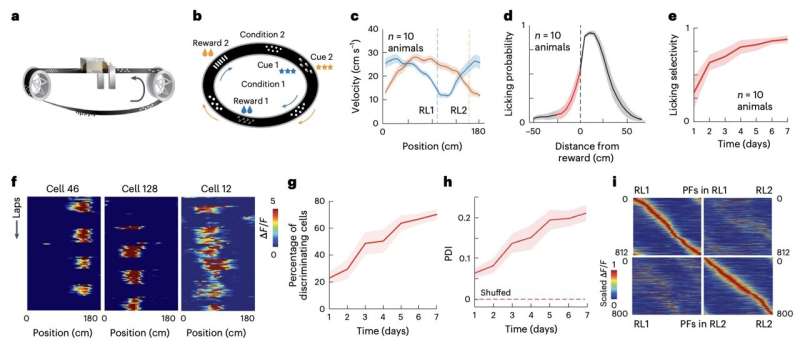 How hippocampal place cells and synaptic plasticity contribute to the progressive acquisition of memories
