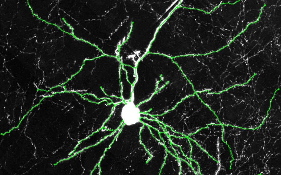 Human CLOCK gene enhances brain connectivity and mental flexibility in mice, study finds