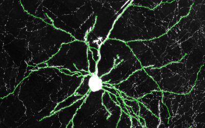Human CLOCK gene enhances brain connectivity and mental flexibility in mice, study finds