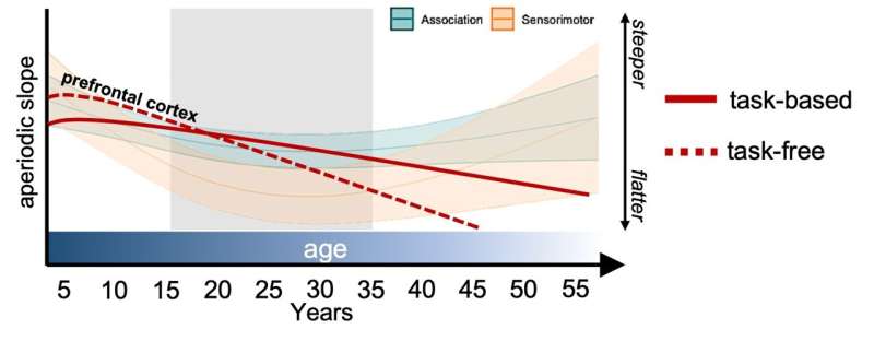 Study maps changes in brain’s ‘neural noise’ from childhood to adulthood